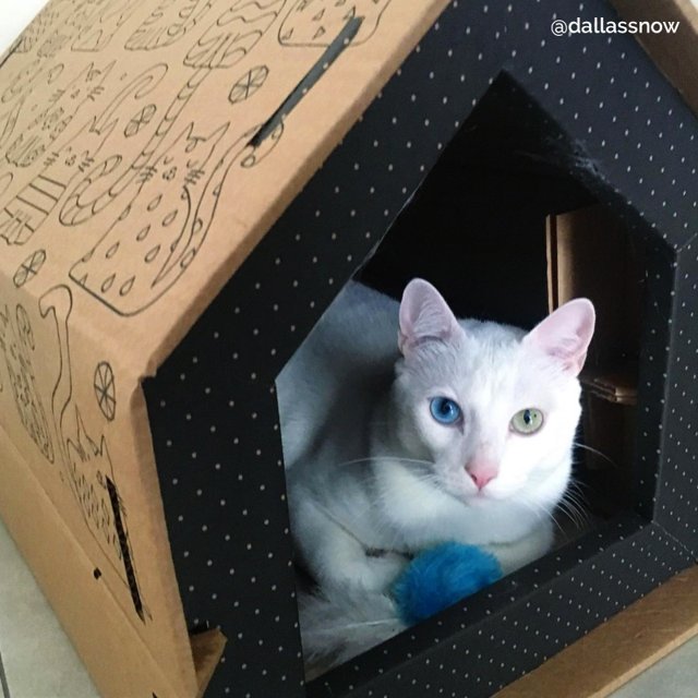 Projeto Casinha de Gato